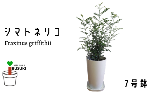 観葉植物 シマトネリコ7号鉢 弓指園芸 鹿児島県指宿市 ふるさと納税 ふるさとチョイス