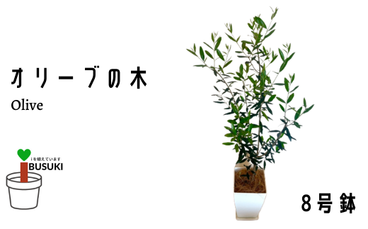 観葉植物 オリーブの木8号 Green Base C 124 鹿児島県指宿市 ふるさとチョイス ふるさと納税サイト