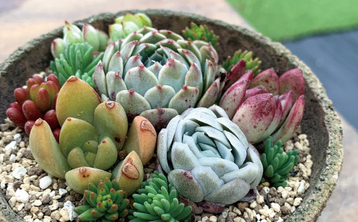 A 304 多肉植物寄せ植え Happy Anniversary Plants 島根県益田市 ふるさと納税 ふるさとチョイス A 304 多肉植物寄せ植え Happy Anniversary Plants 島根県益田市 ふるさと納税 ふるさとチョイス