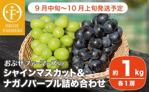 23年分予約 ナガノパープル ぶどう 化粧箱入 ブドウ 葡萄 長野 産地直送 はちまるはち 通販 さとふるふるさと納税 長野市 Abracce Com Br