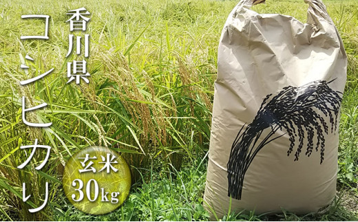 №4631-8501]はなまる農園令和6年新米香川県産「コシヒカリ（玄米）30kg」11月配送 - 香川県東かがわ市｜ふるさとチョイス -  ふるさと納税サイト