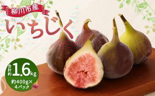 レモンのホップ イチジク いちじく 結実確認済 イチジク栽培キット｜UETE（ウエテ）公式通販｜初心者向け家庭
