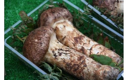 y茧㑺zyցztďH~ G߂̖؋lߍ킹y݃R[X iR[Xj NSiR؁At؁AĖ؁AAق񑐁A~؁jyʌz  