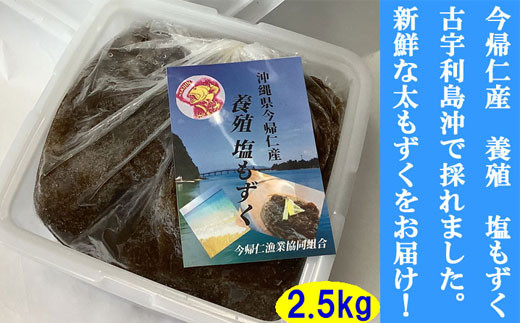 今帰仁村 古宇利島産 養殖 塩もずく 業務用2.5㎏ - 沖縄県今帰仁村