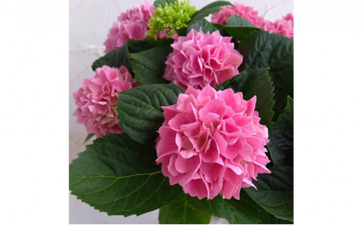 アジサイ 鉢植え 5号 生花 生花の人気商品 通販 価格比較 価格 Com アジサイ 鉢植え 5号 生花 生花の人気商品 通販 価格比較 価格 Com