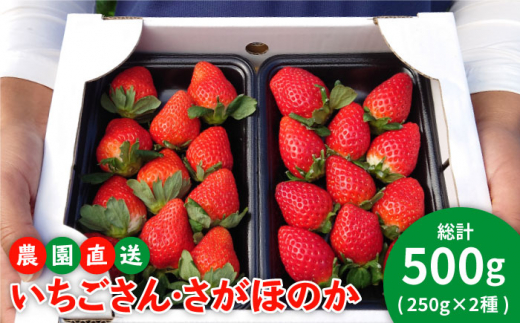 先行予約 こだわりの詰まった健康ないちご 農園直送 いちごさん さがほのか 250g 2パック 花祭果実 Hbn001 佐賀県江北町 ふるさと納税 ふるさとチョイス 先行予約 こだわりの詰まった健康ないちご 農園直送 いちごさん さがほのか 250g 2パック 花祭果実 Hbn001 佐賀県江北町 ふるさと納税 ふるさとチョイス