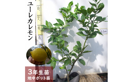 撮影品発送】3年生フィンガーライム接木苗／8号鉢 樹高120センチ 大型