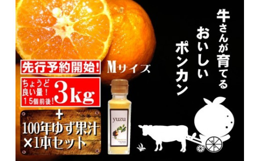 S142 牛さんポンカンmサイズ3kg 100年ゆず果汁セット 高知県東洋町 ふるさと納税 ふるさとチョイス