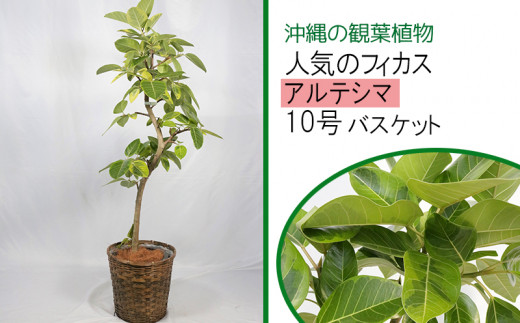 沖縄の観葉植物 人気のフィカス アルテシマ 10号 バスケット A1005 沖縄県うるま市 ふるさと納税 ふるさとチョイス