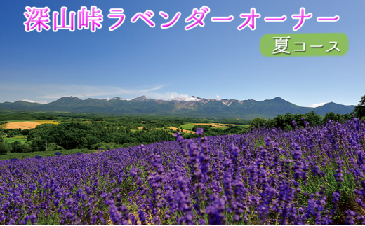 5543 0571 ラベンダーオーナー制度 夏コース 北海道上富良野町 ふるさと納税 ふるさとチョイス