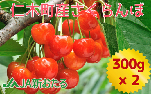 5613 0533 Ja新おたるの生産者厳選 7月旬のさくらんぼ600g 北海道仁木町産 北海道仁木町 ふるさと納税 ふるさとチョイス