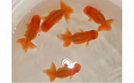 【046】金魚のチャーム／金魚掬い／ランチュウ 046】金魚のチャーム／金魚掬い／ランチュウ 046】金魚のチャーム