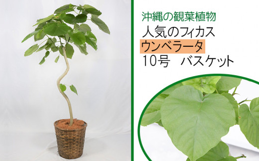 沖縄の観葉植物 人気のフィカス ウンベラータ 10号 バスケット A1055 うるま市うるま市 ふるさと納税 ふるさとチョイス