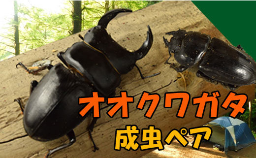 子供も喜ぶ オオクワガタ オス 60 65mm メス 35 40mm セット 5セット限定 島根県川本町 ふるさと納税 ふるさとチョイス 子供も喜ぶ オオクワガタ オス 60 65mm メス 35 40mm セット 5セット限定 島根県川本町 ふるさと納税 ふるさとチョイス