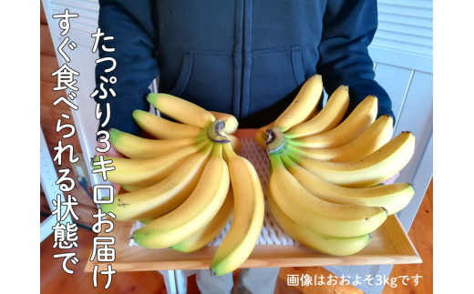 超希少！国産完熟バナナ（モッチリ系の品種）たっぷり3kg すぐ食べられる状態でお届け！