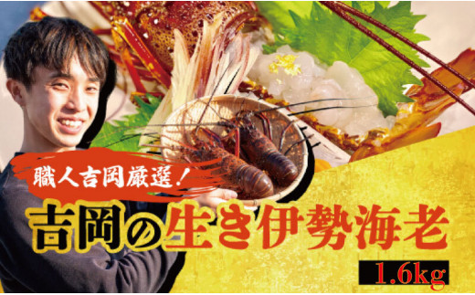 伊勢海老 1 6kg以上 2尾 8尾 産地直送 須崎 高知 高知県須崎市 ふるさと納税 ふるさとチョイス