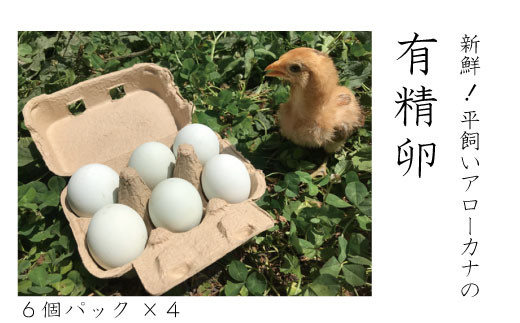 [№5657-2472]新鮮！平飼いアローカナの有精卵（６個パック×４）《タナカファーム》 - 長野県須坂市｜ふるさとチョイス - ふるさと納税サイト