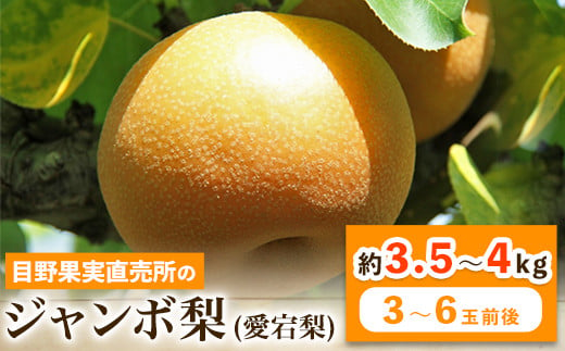 熊本県荒尾市産 目野果実直売所の愛宕梨 約3 5 4kg 3 6玉前後 12月中旬 3月中旬頃より順次出荷 土日祝除く なし フルーツ 果物 新鮮 常温便 熊本県荒尾市 ふるさと納税 ふるさとチョイス