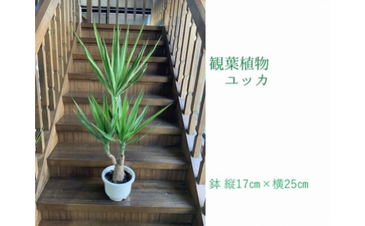 066-11 観葉植物 ユッカ 1鉢 - 鹿児島県南九州市｜ふるさとチョイス - ふるさと納税サイト