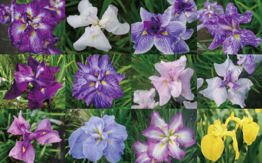 石照庭園 花しょうぶ 花菖蒲（アイリス）品種見計らい12株 【島根県 雲南市 春 夏 秋 冬 四季 季節 花 花しょうぶ 花菖蒲 アイリス】 -  島根県雲南市｜ふるさとチョイス - ふるさと納税サイト