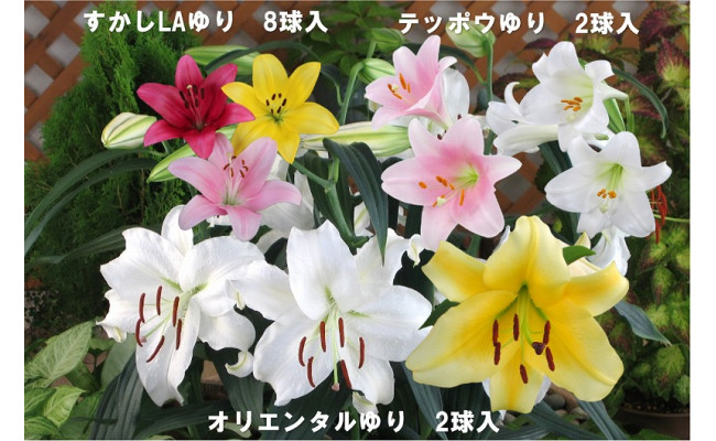 ユリ球根セット ラベル付 【99%OFF!】