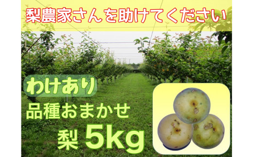 Ds 21 わけあり 品種はおまかせ ひょう の被害を受けても力強く育つ大山町産の梨 ５ｋｇ 鳥取県大山町 ふるさと納税 ふるさとチョイス