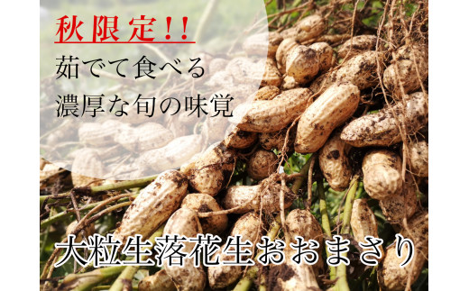 那須町産 大粒落花生 おおまさり 生 約3 5kg C 31 大粒 おつまみ お茶請け 那須町 22年9月 10月頃に順次発送予定 栃木県那須町 ふるさと納税 ふるさとチョイス