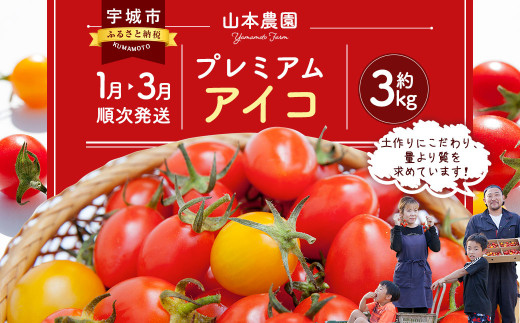 22年1月 3月順次発送 プレミアム アイコ 約3kg トマト ミニトマト 熊本県宇城市 ふるさと納税 ふるさとチョイス