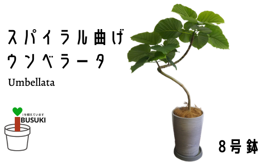 観葉植物 スパイラル曲げウンベラータ8号 弓指園芸 指宿市指宿市 ふるさと納税 ふるさとチョイス