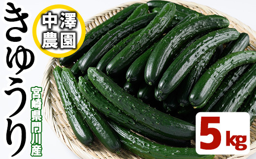 在庫僅少】 宮崎県産 きゅうり5kg 御予約専用 B品 - 野菜 - madmex.co.nz