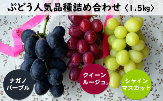 TK05-23A ぶどうプレミアムスリー（ナガノパープル／クイーンルージュ🄬／シャインマスカット）約1.5kg 種なし  詰め合わせ／2023年9月上旬～下旬頃配送予定