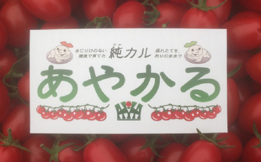 No 417 大阪府認証 エコ農産物 樹上完熟 ミニトマト アイコ あやかる とまと 大阪府 特産 大阪府羽曳野市 ふるさと納税 ふるさとチョイス No 417 大阪府認証 エコ農産物 樹上完熟 ミニトマト アイコ あやかる とまと 大阪府 特産 大阪府羽曳野市 ふるさと納税 ふるさとチョイス