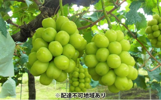 yRsz[5615-0225]VC}XJbg 5kg 6`8[  t[c R sY ɕ 2026N s\ ʕ Ԃǂ uhE