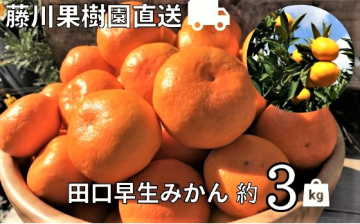 2024年秋よりお届け 農園直送 田口早生みかん　約3kg