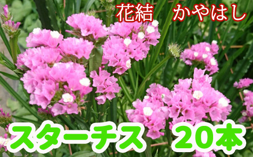 Bq 003 花結 かやはし スターチス 生花 本 岩手県雫石町 ふるさと納税 ふるさとチョイス