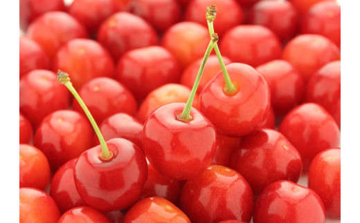 21年度 数量限定 安心 安全 さくらんぼ 佐藤錦 さとう果樹園 北海道上ノ国町 ふるさと納税 ふるさとチョイス