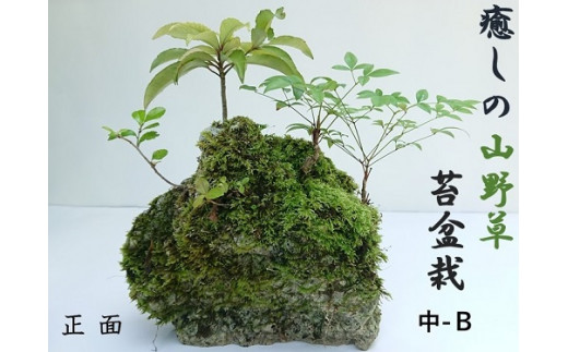 Ad 6 安井さん家の癒しの山野草盆栽 珊瑚台 中ーb 高知県土佐清水市 ふるさと納税 ふるさとチョイス