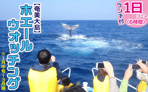奄美大島】ホエールウォッチング半日コース(3時間)u203b1月中旬～3月限定 