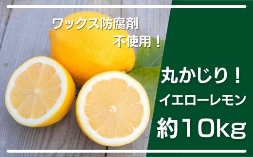 大崎上島産 ワックス防腐剤不使用 皮ごと丸かじりイエローレモン約10kg 広島県大崎上島町 ふるさと納税 ふるさとチョイス