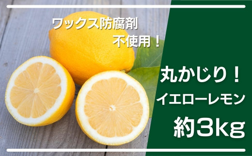 大崎上島産 ワックス防腐剤不使用 皮ごと丸かじりイエローレモン約3kg 広島県大崎上島町 ふるさと納税 ふるさとチョイス