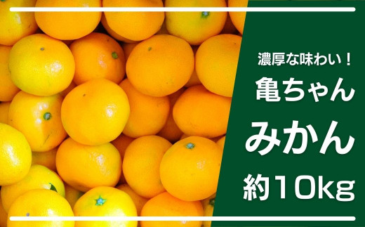 大崎上島産 糖度が高くて味が濃い 亀ちゃんみかん約10kg 広島県大崎上島町 ふるさと納税 ふるさとチョイス