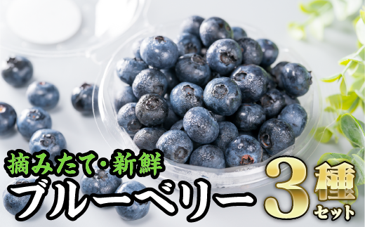 ３種の手摘みブルーベリー食べ比べ （100g × ３パック)＜お試し商品＞　MN-6