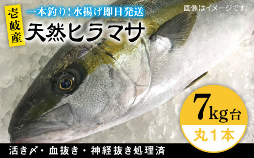 魚 ヒラマサの人気商品・通販・価格比較 - 価格.com