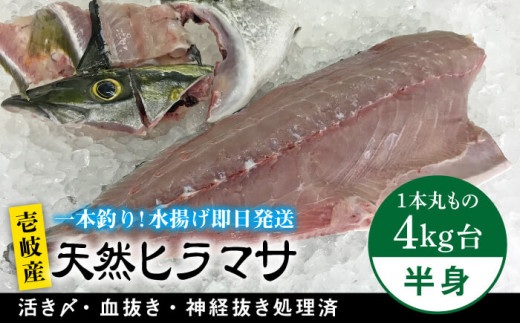 魚 ヒラマサの人気商品・通販・価格比較 - 価格.com