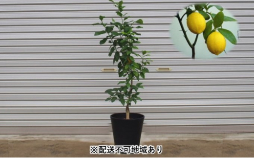 鉢植え レモンの木 黒プラスティック鉢 27cm 配送不可 北海道 沖縄 離島