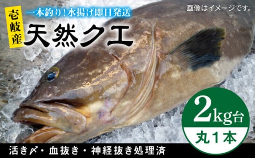 天然クエ（2キロ台・丸もの） 《壱岐市》【壱岐島 玄海屋】[JBS040] クエ 魚 刺身 しゃぶしゃぶ 150000 150000円 15万円 -  長崎県壱岐市｜ふるさとチョイス - ふるさと納税サイト