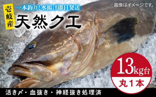 天然クエ（13キロ台・丸もの） 《壱岐市》【壱岐島　玄海屋】[JBS053] クエ 魚 刺身 しゃぶしゃぶ 940000 940000円 94万円