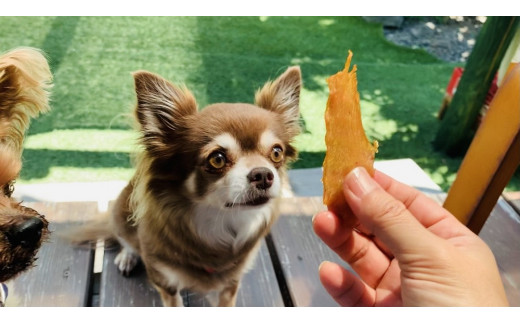 Fb013 5月 9月発送 犬の無添加おやつ お砂糖不使用無添加アイスキャンディ 佐賀県みやき町 ふるさと納税 ふるさとチョイス