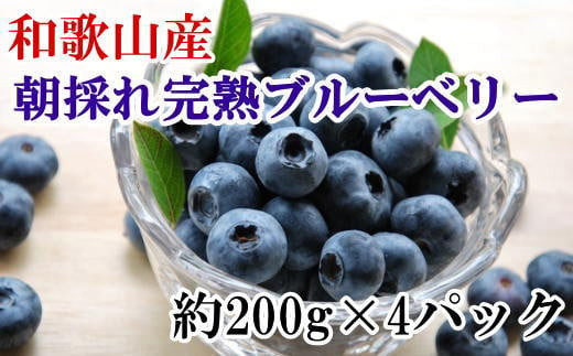 和歌山の朝採れ完熟ブルーベリー約800g(約200g×4パック) ※2024年7月