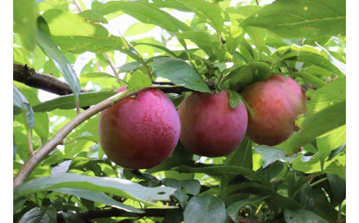 プラム２種詰め合わせ 約2 8kg 埼玉県北本市 ふるさと納税 ふるさとチョイス